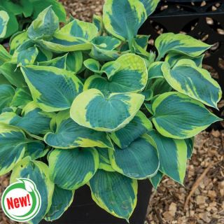 Tootie Mae Hosta Thumbnail